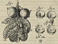 Picture 20 of 27 from Leeuwenhoeks werken (1684), leaf 515