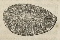 Picture 3 of 27 from Leeuwenhoeks werken (1684), leaf 52