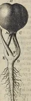 Picture 21 of 27 from Leeuwenhoeks werken (1684), leaf 522