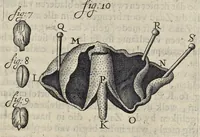 Picture 22 of 27 from Leeuwenhoeks werken (1684), leaf 530