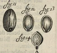 Picture 24 of 27 from Leeuwenhoeks werken (1684), leaf 532