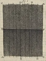 An illustration from Leeuwenhoeks werken (1684)