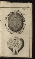 An illustration from Venus belegert en ontset : zynde een verhandelinge van de pokken, en des selfs toevallen, van druipers, chankers, klap-ooren, Spaanse kragen, sand-klooten, cordeé uitwasschen, enz. : met een zekere en grondige genezinge : steunende op de Cartesiaanse philosophie, en het sondigende suur en sout (1696)