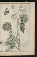 An illustration from Theatrum Florae : in quo ex toto orbe selecti mirabiles, venustiores ac praecipui flores tanquam ab ipsus deae sinu proferuntur (1633)