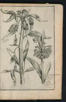An illustration from Theatrum Florae : in quo ex toto orbe selecti mirabiles, venustiores ac praecipui flores tanquam ab ipsus deae sinu proferuntur (1633)