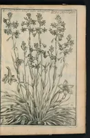 An illustration from Theatrum Florae : in quo ex toto orbe selecti mirabiles, venustiores ac praecipui flores tanquam ab ipsus deae sinu proferuntur (1633)