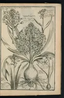 An illustration from Theatrum Florae : in quo ex toto orbe selecti mirabiles, venustiores ac praecipui flores tanquam ab ipsus deae sinu proferuntur (1633)