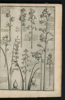 An illustration from Theatrum Florae : in quo ex toto orbe selecti mirabiles, venustiores ac praecipui flores tanquam ab ipsus deae sinu proferuntur (1633)
