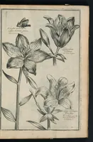An illustration from Theatrum Florae : in quo ex toto orbe selecti mirabiles, venustiores ac praecipui flores tanquam ab ipsus deae sinu proferuntur (1633)