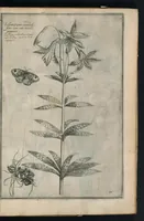 An illustration from Theatrum Florae : in quo ex toto orbe selecti mirabiles, venustiores ac praecipui flores tanquam ab ipsus deae sinu proferuntur (1633)