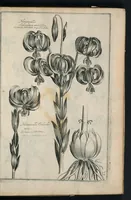 An illustration from Theatrum Florae : in quo ex toto orbe selecti mirabiles, venustiores ac praecipui flores tanquam ab ipsus deae sinu proferuntur (1633)