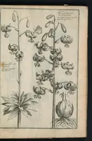 An illustration from Theatrum Florae : in quo ex toto orbe selecti mirabiles, venustiores ac praecipui flores tanquam ab ipsus deae sinu proferuntur (1633)