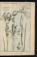 An illustration from Theatrum Florae : in quo ex toto orbe selecti mirabiles, venustiores ac praecipui flores tanquam ab ipsus deae sinu proferuntur (1633)