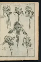 An illustration from Theatrum Florae : in quo ex toto orbe selecti mirabiles, venustiores ac praecipui flores tanquam ab ipsus deae sinu proferuntur (1633)