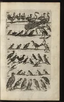 An illustration from Eerste deel der school-geleertheyd, genoemt Het portael : inhoudende de grondtveste der dingen, en onser wijsheyd omtrent de dingen, als mede der latijnschen tael met de moeder-tael ... = Joh. Amos ComenI prima pars Scholasticae eruditionis, dicta vestibulum : continens fundamenta rerum, & nostrae sapientiae circa res, ut & latinae linguae cum vernacula (1658)