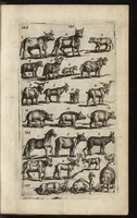 An illustration from Eerste deel der school-geleertheyd, genoemt Het portael : inhoudende de grondtveste der dingen, en onser wijsheyd omtrent de dingen, als mede der latijnschen tael met de moeder-tael ... = Joh. Amos ComenI prima pars Scholasticae eruditionis, dicta vestibulum : continens fundamenta rerum, & nostrae sapientiae circa res, ut & latinae linguae cum vernacula (1658)