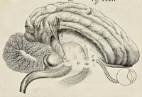 Picture 13 of 32 from De homine (1662), leaf 118