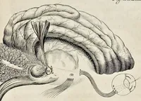 Picture 15 of 32 from De homine (1662), leaf 120