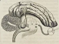 An illustration from De homine (1662)