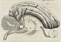Picture 18 of 32 from De homine (1662), leaf 128