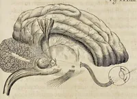 An illustration from De homine (1662)