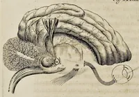 An illustration from De homine (1662)