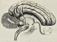 An illustration from De homine (1662)