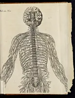 An illustration from De homine (1662)