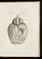 Picture 26 of 32 from De homine (1662), leaf 166