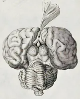 An illustration from De homine (1662)