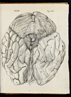 An illustration from De homine (1662)