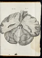 An illustration from De homine (1662)