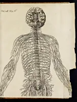 An illustration from De homine (1662)