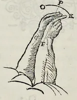 Picture 32 of 32 from De homine (1662), leaf 183