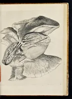 Picture 6 of 32 from De homine (1662), leaf 48