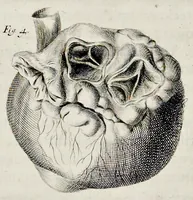 An illustration from De homine (1662)