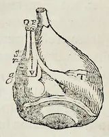 An illustration from De homine (1662)