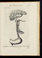 Picture 9 of 32 from De homine (1662), leaf 68