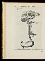 Picture 10 of 32 from De homine (1662), leaf 71