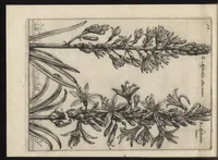 Picture 11 of 57 from Iardin de fleurs : contenant en soy les plus rares et plus excellentes fleurs que pour le present les amateurs dicelles tiennent en grande estime et dignite : divisees selon les quatre saisons de l'an (1617), leaf 113