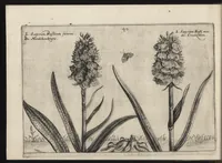 Picture 12 of 57 from Iardin de fleurs : contenant en soy les plus rares et plus excellentes fleurs que pour le present les amateurs dicelles tiennent en grande estime et dignite : divisees selon les quatre saisons de l'an (1617), leaf 119