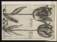 Picture 13 of 57 from Iardin de fleurs : contenant en soy les plus rares et plus excellentes fleurs que pour le present les amateurs dicelles tiennent en grande estime et dignite : divisees selon les quatre saisons de l'an (1617), leaf 125