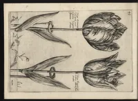 Picture 15 of 57 from Iardin de fleurs : contenant en soy les plus rares et plus excellentes fleurs que pour le present les amateurs dicelles tiennent en grande estime et dignite : divisees selon les quatre saisons de l'an (1617), leaf 137