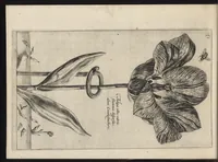 An illustration from Iardin de fleurs : contenant en soy les plus rares et plus excellentes fleurs que pour le present les amateurs dicelles tiennent en grande estime et dignite : divisees selon les quatre saisons de l'an (1617)
