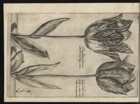 Picture 17 of 57 from Iardin de fleurs : contenant en soy les plus rares et plus excellentes fleurs que pour le present les amateurs dicelles tiennent en grande estime et dignite : divisees selon les quatre saisons de l'an (1617), leaf 147