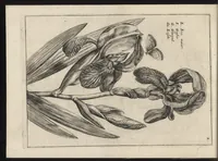An illustration from Iardin de fleurs : contenant en soy les plus rares et plus excellentes fleurs que pour le present les amateurs dicelles tiennent en grande estime et dignite : divisees selon les quatre saisons de l'an (1617)