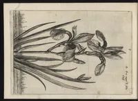 Picture 20 of 57 from Iardin de fleurs : contenant en soy les plus rares et plus excellentes fleurs que pour le present les amateurs dicelles tiennent en grande estime et dignite : divisees selon les quatre saisons de l'an (1617), leaf 161