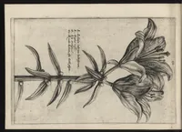 Picture 21 of 57 from Iardin de fleurs : contenant en soy les plus rares et plus excellentes fleurs que pour le present les amateurs dicelles tiennent en grande estime et dignite : divisees selon les quatre saisons de l'an (1617), leaf 173