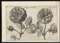 Picture 22 of 57 from Iardin de fleurs : contenant en soy les plus rares et plus excellentes fleurs que pour le present les amateurs dicelles tiennent en grande estime et dignite : divisees selon les quatre saisons de l'an (1617), leaf 179