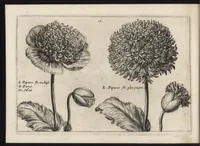 Picture 23 of 57 from Iardin de fleurs : contenant en soy les plus rares et plus excellentes fleurs que pour le present les amateurs dicelles tiennent en grande estime et dignite : divisees selon les quatre saisons de l'an (1617), leaf 183
